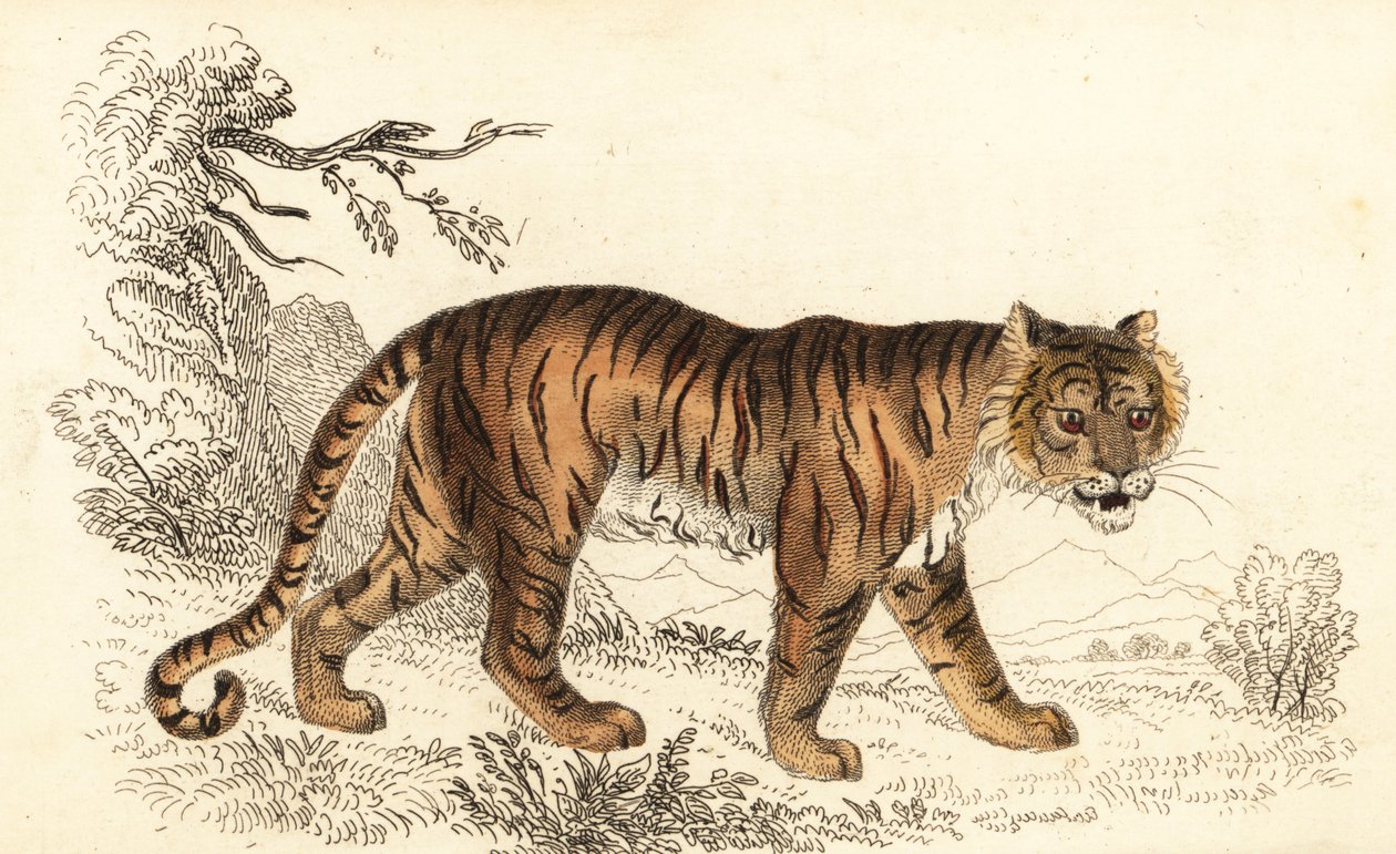 Bengaalse tijger, Panthera tigris tigris, 1834 door William Alexander Forbes