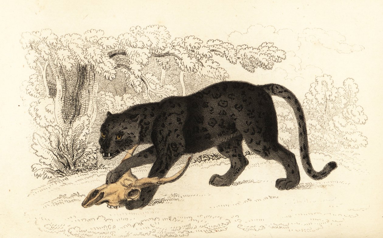 Zwarte jaguar, Panthera pardus, 1834 door William Alexander Forbes