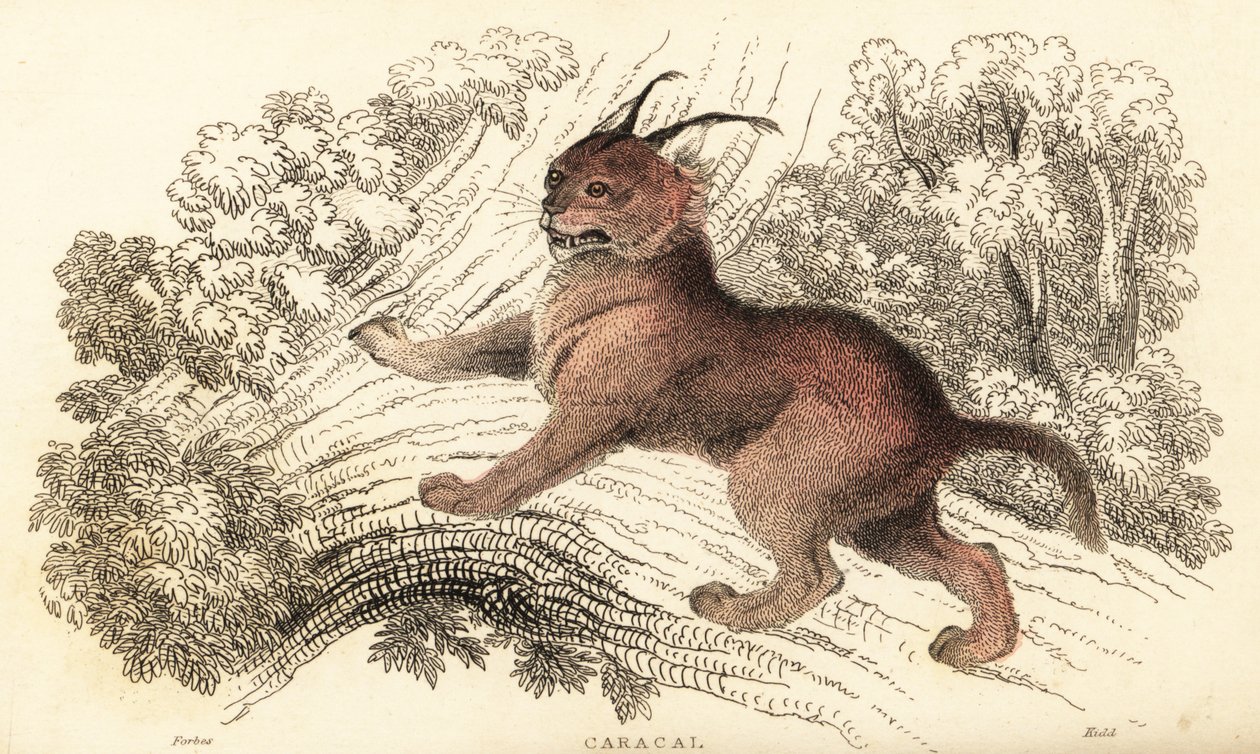 Caracal, Caracal caracal, 1834 door William Alexander Forbes