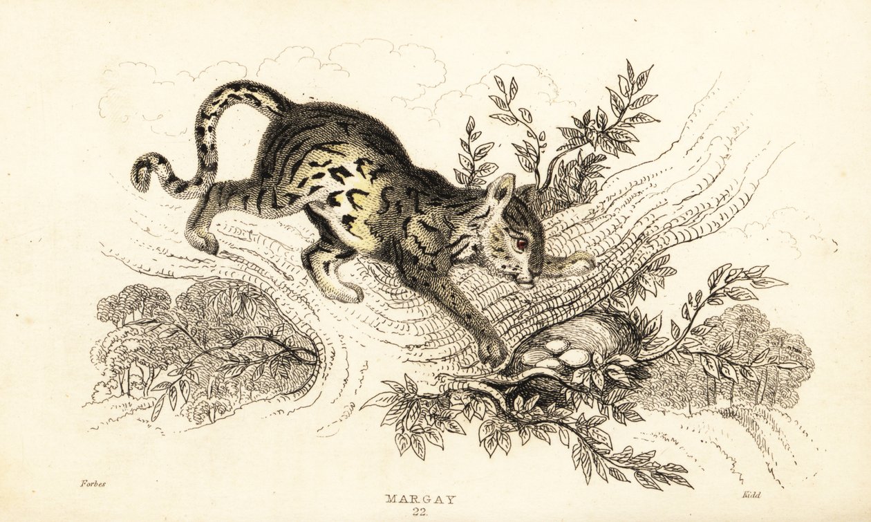 Margay, Leopardus wiedii, 1834 door William Alexander Forbes