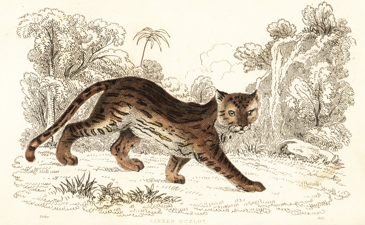 Margay, Leopardus wiedii catenata, 1834 door William Alexander Forbes