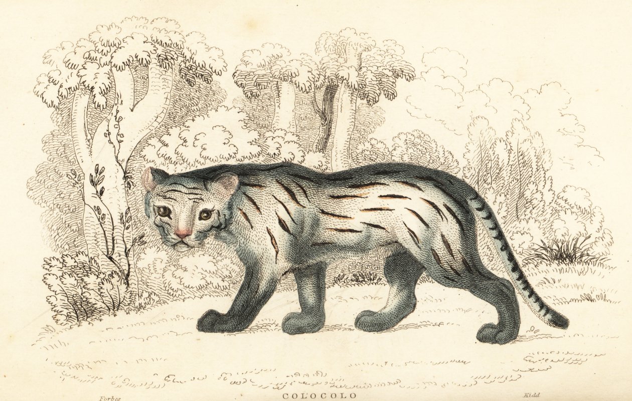 Pampaskat of pantanal, Leopardus colocola, 1834 door William Alexander Forbes