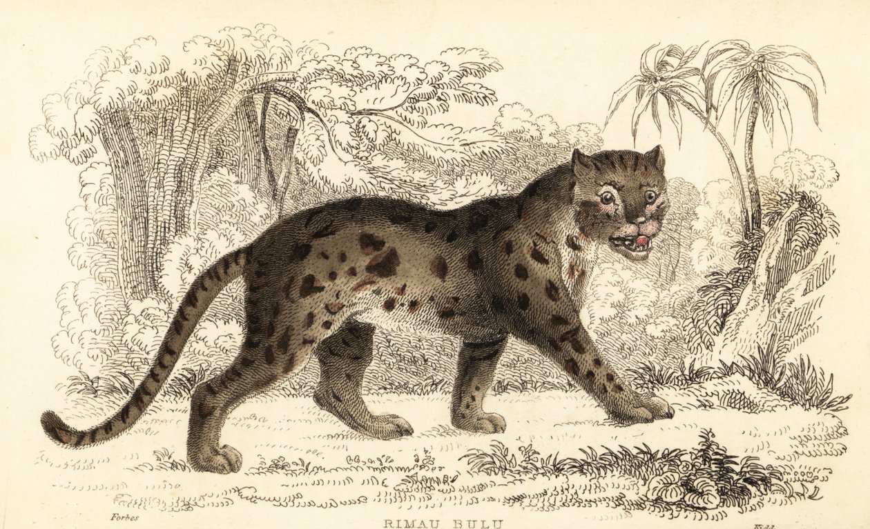 Sunda luipaardkat, Prionailurus bengalensis subsp. sumatranus (gravure) door William Alexander Forbes