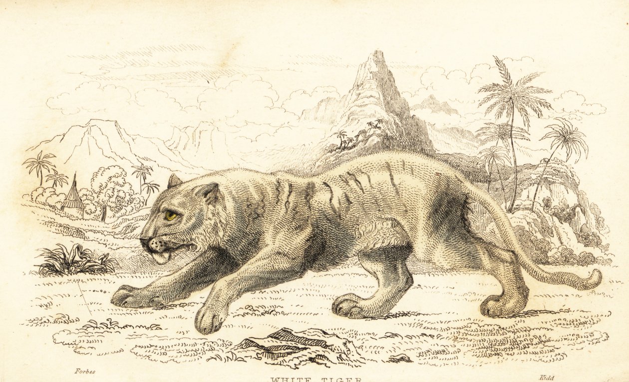 Witte tijger, Panthera tigris tigris. Bedreigd door William Alexander Forbes