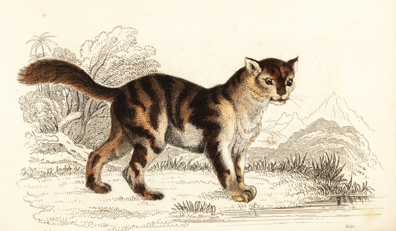 Wilde schildpadkat uit Zuid-Amerika, Felis catus door William Alexander Forbes