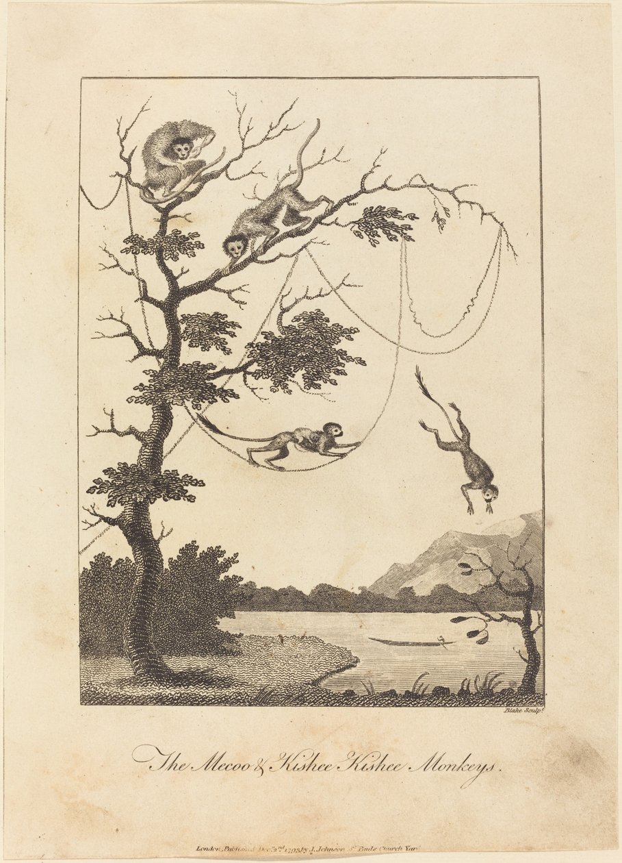 De Mecoo & Kisbee Kishee apen door William Blake after John Gabriel Stedman