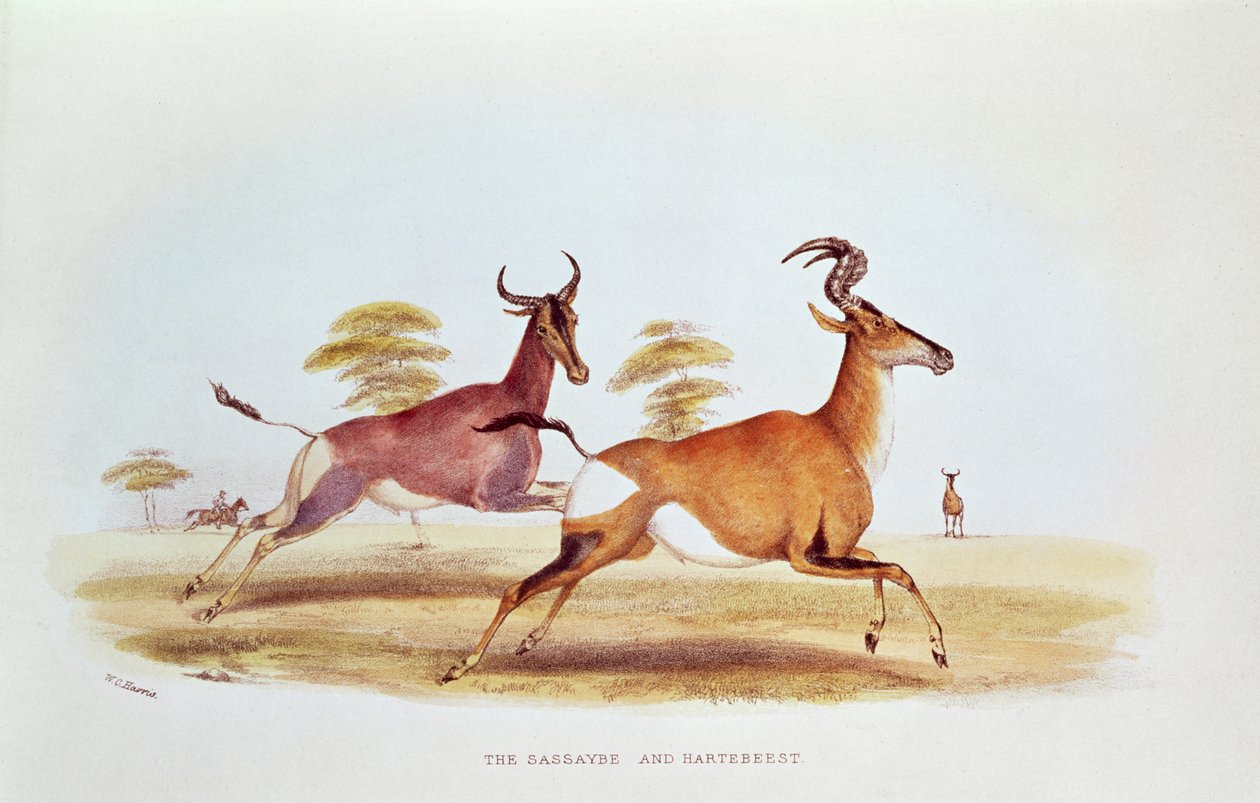 De Sassaybe en de Hartebeest, illustratie uit 