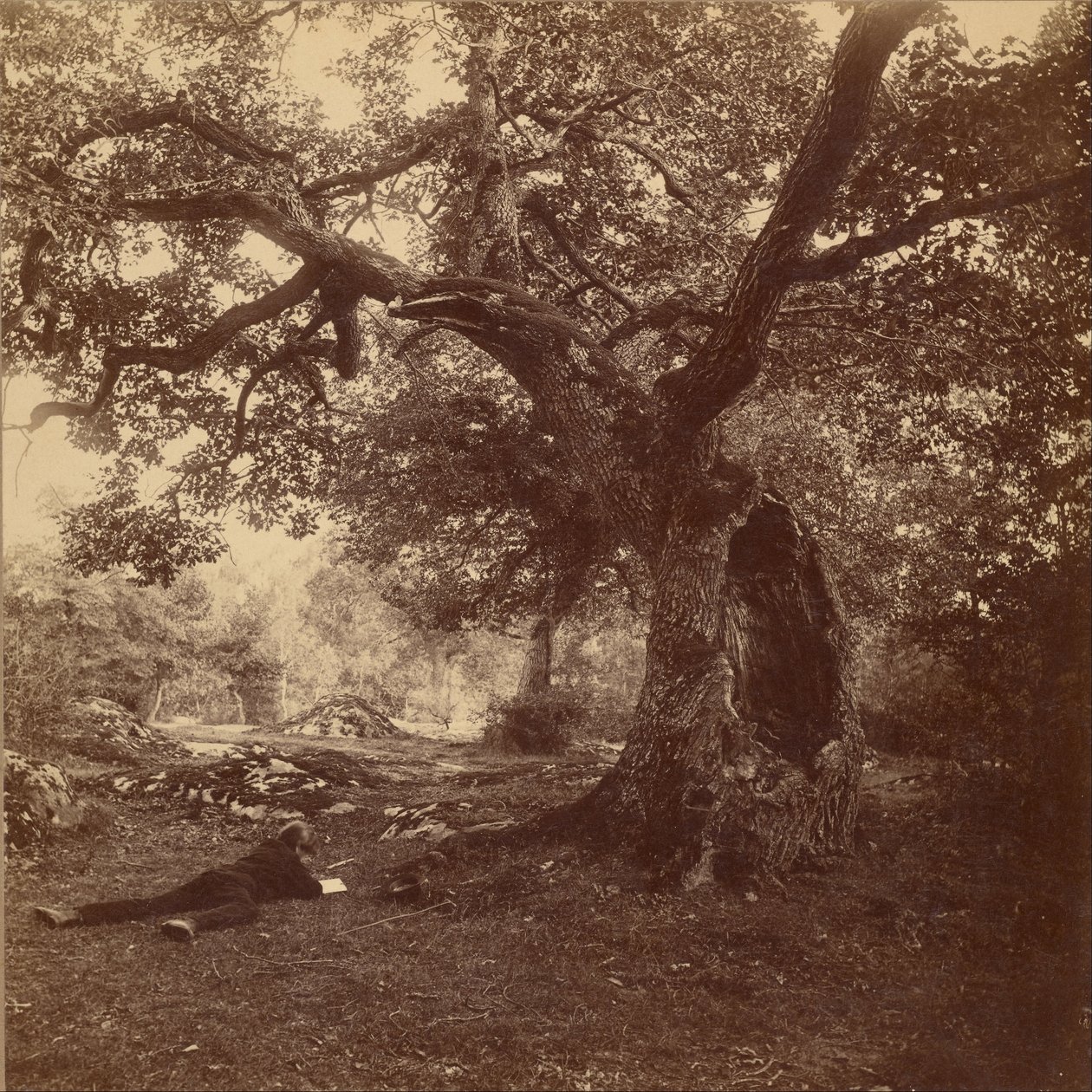Bos van Fontainebleau door William Drooke Harrison