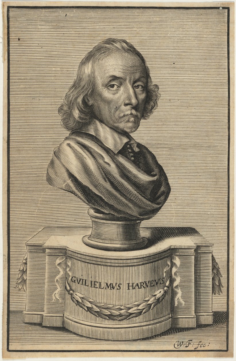 William Harvey, M.D. door William Faithorne