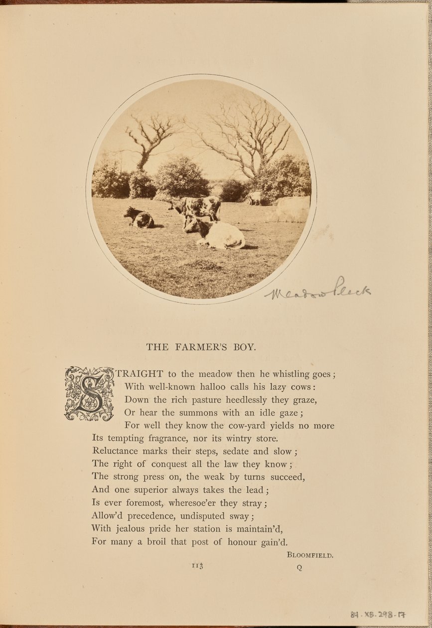 [Pastorale scène met rustend vee in een veld, Engeland]. door William Grundy