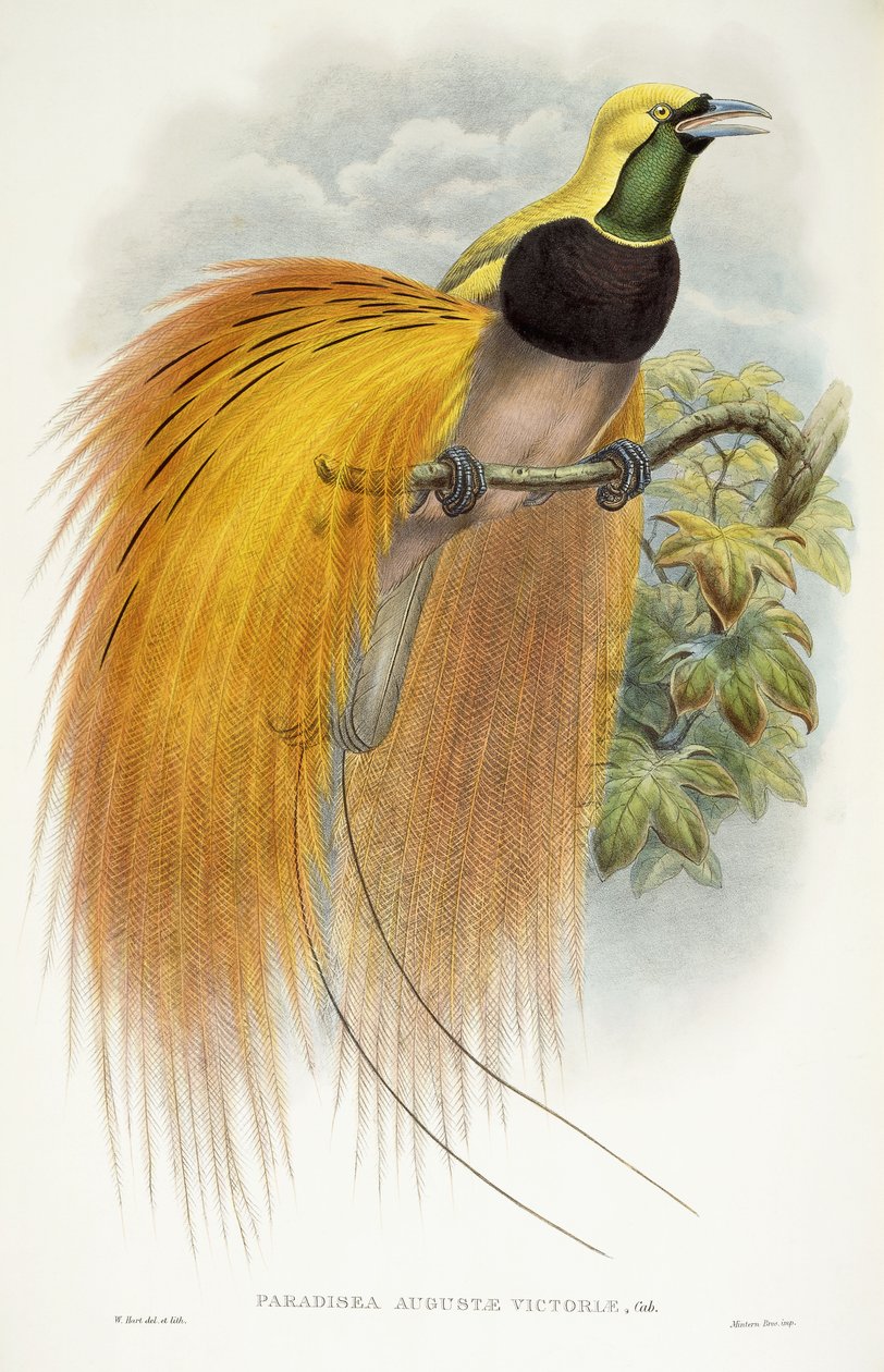 Paradisea Augustae Victoriae door William Hart
