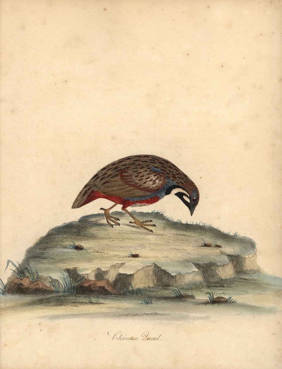 Blauwborstkwartel, Coturnix chinensis. Handgekleurde kopergravure van een illustratie door William Hayes uit Portretten van zeldzame en curieuze vogels uit de Menagerie van Osterly Park, Londen: Bulmer door William Hayes
