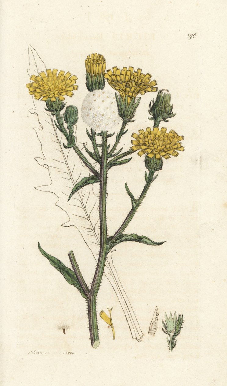 Havikskruid ossentong, Picris hieracioides. Handgekleurde kopergravure door James Sowerby uit James Smith