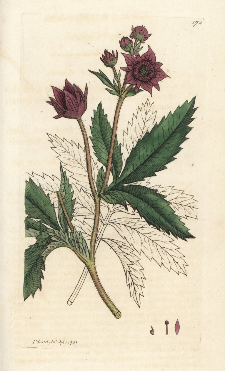 Moerasvijfvingerkruid, Comarum moeras. Handgekleurde kopergravure door James Sowerby uit James Smith