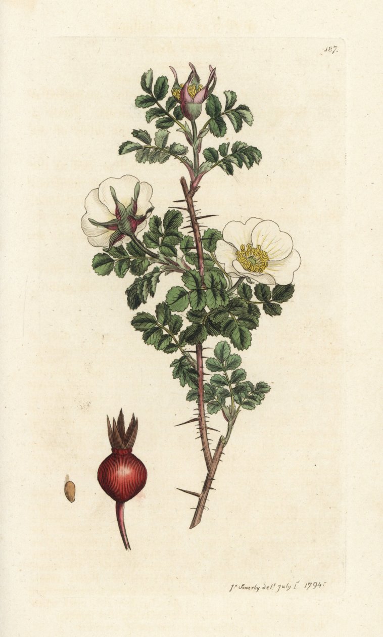 Roze burnet, Rosa spinosissima (Handgekleurde kopergravure door James Sowerby uit James Smith