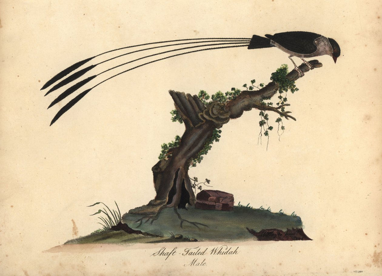 Schaftstaartwida, Vidua regia. Handgekleurde kopergravure van een illustratie door William Hayes en zijn dochter M uit Portretten van Zeldzame en Curieuze Vogels uit de Menagerie van Osterly Park, Londen door William Hayes