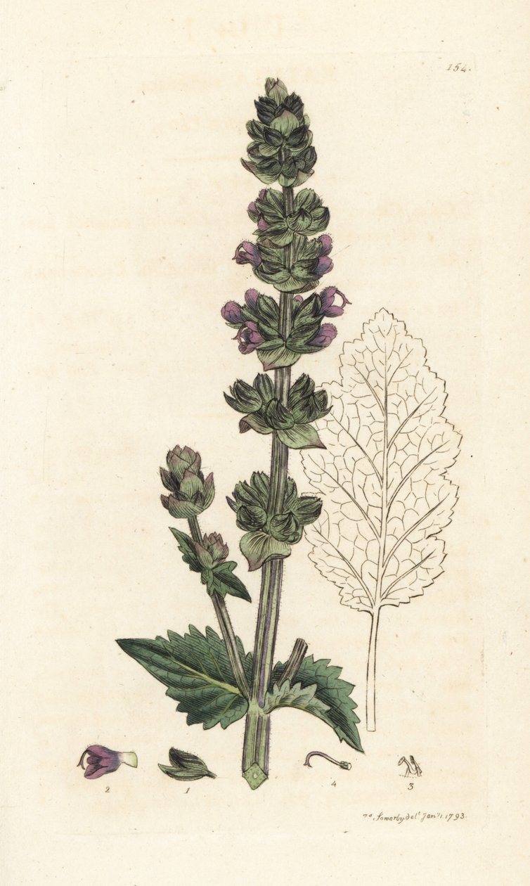 Wilde Engelse salie, Salvia verbenaca (Handgekleurde kopergravure door James Sowerby uit James Smith