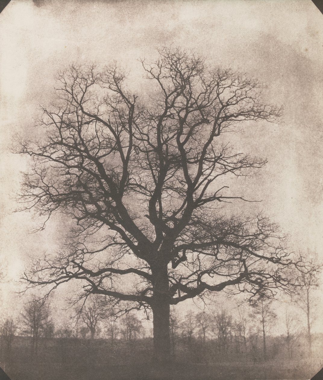 Een eik in de winter, ca. 1892-93 door William Henry Fox Talbot