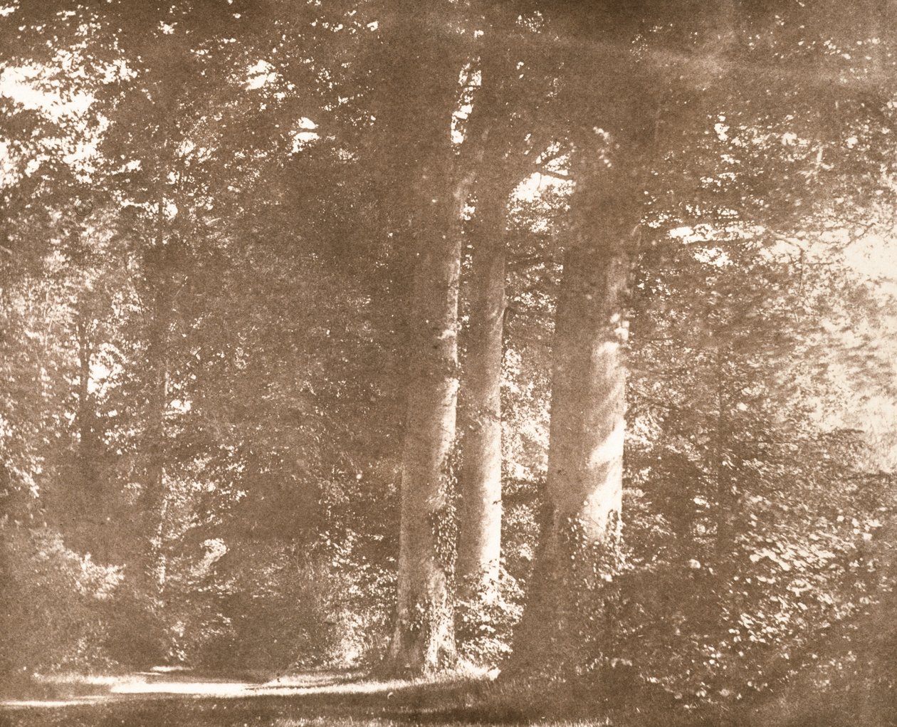 Beukenbomen, Lacock Abbey, ca. 1844 door William Henry Fox Talbot