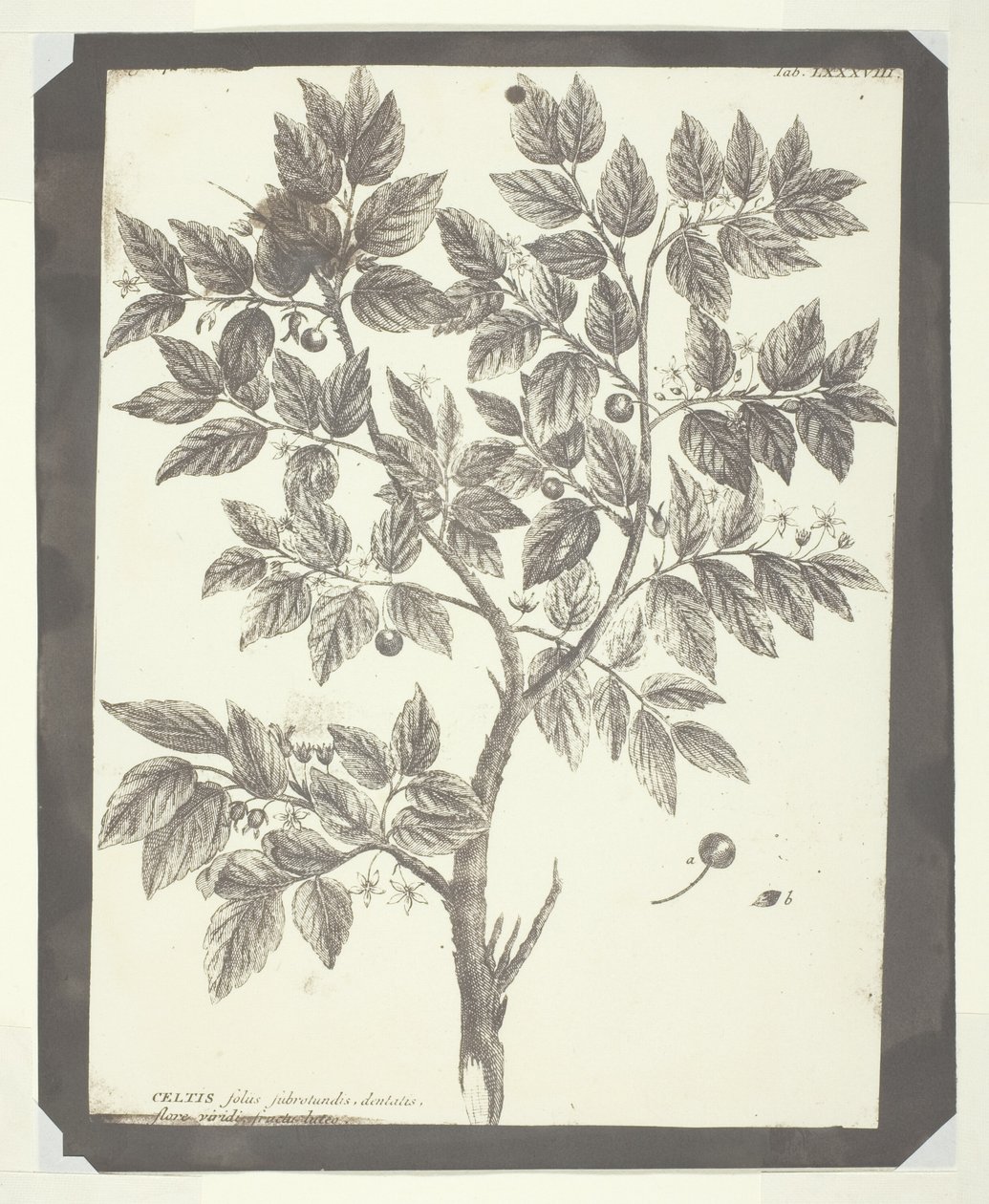 Kopie van Botanische Gravure van "Celtis" door William Henry Fox Talbot