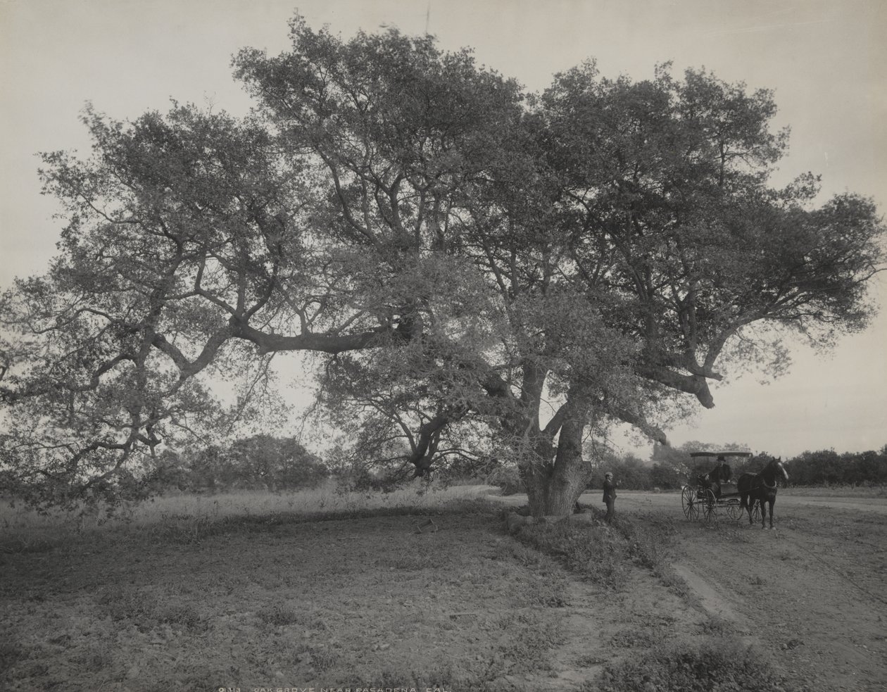 Oak Grove, in de buurt van Pasadena, Californië door William Henry Jackson