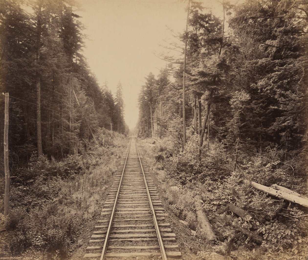 Hemlock Bos,c. 1895 (foto) door William Herman Rau