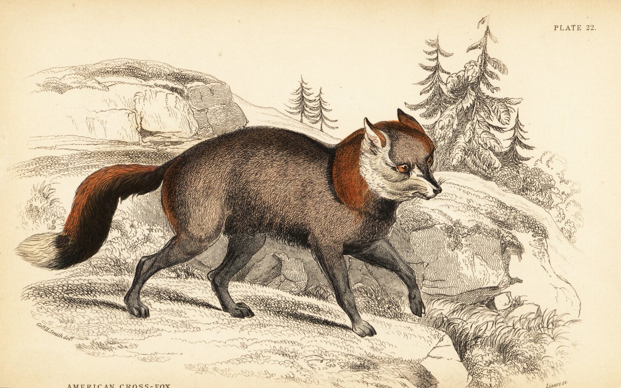 Amerikaanse kruisvos, Vulpes vulpes door William Home Lizars