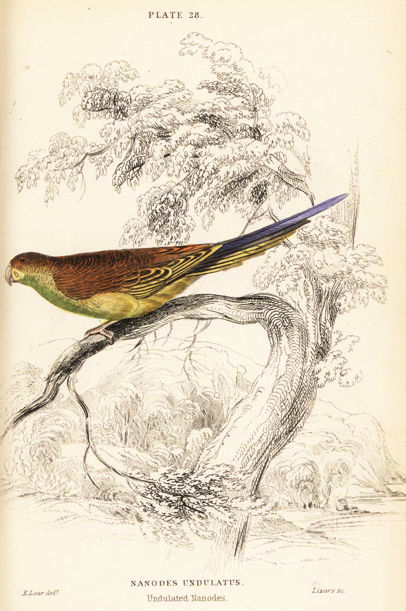 Grasparkiet, Melopsittacus undulatus door William Home Lizars