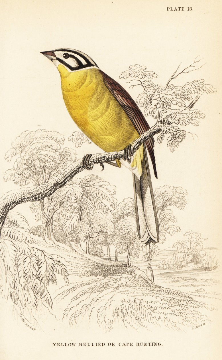 Kaapse gors, Emberiza capensis (Geelbuikgors, Fringillaria capensis) door William Home Lizars