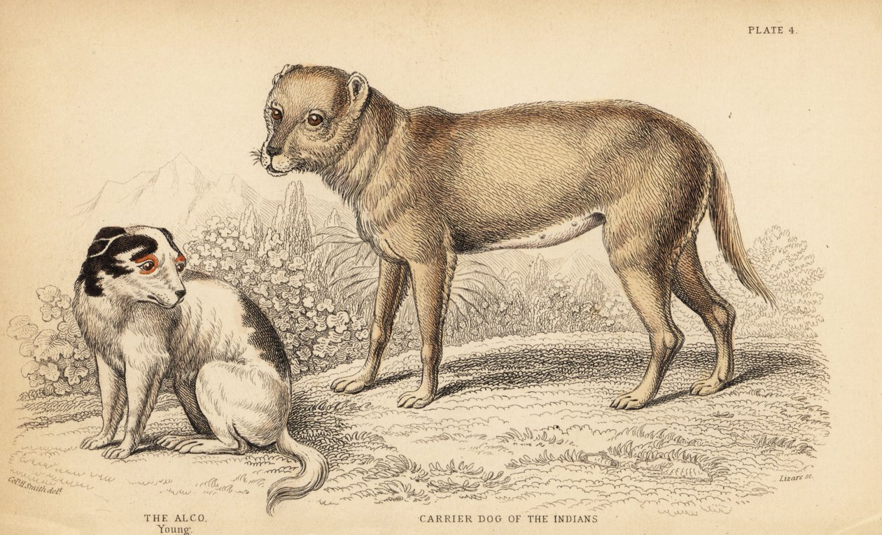 Dragerhond van de Indianen of de Techichi van Mexico, voorouder van de chihuahua, en een jonge Alco hond in Mexico door William Home Lizars