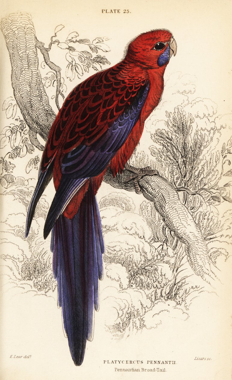 Crimson rosella, Platycercus elegans door William Home Lizars