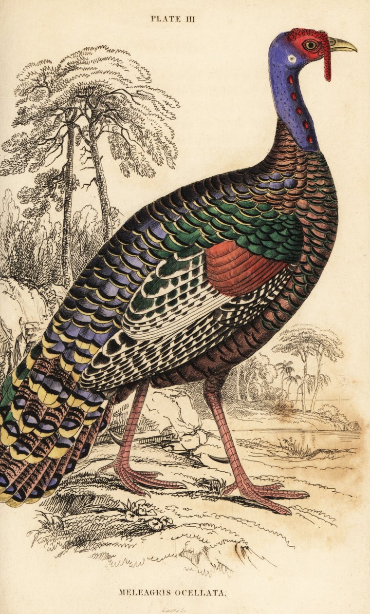 Ocellated kalkoen door William Home Lizars