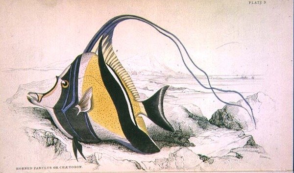 Plaat 9 Gehoornde Zanchus of Chaetodon gegraveerd door de kunstenaar uit 