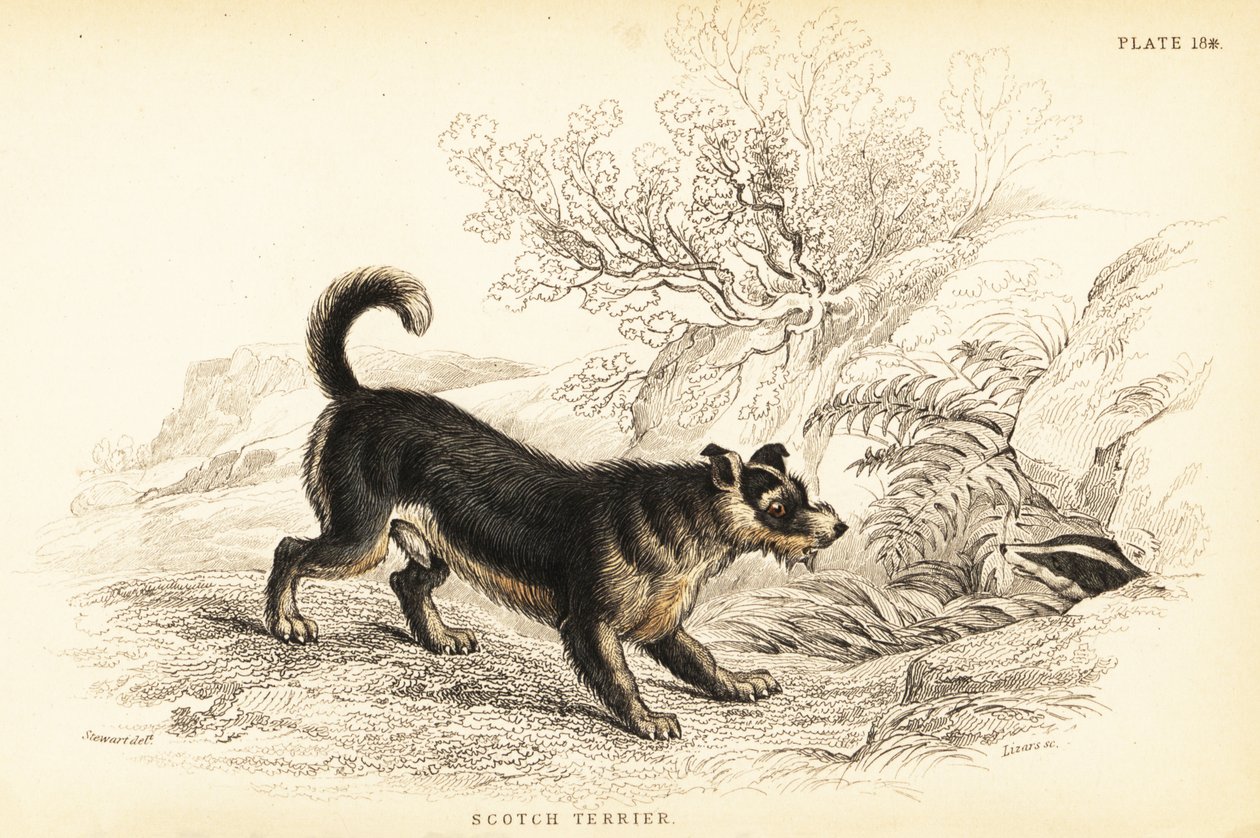 Schotse terriër of Scotch terriër, Canis lupus familiaris (Canis terrarius) door William Home Lizars