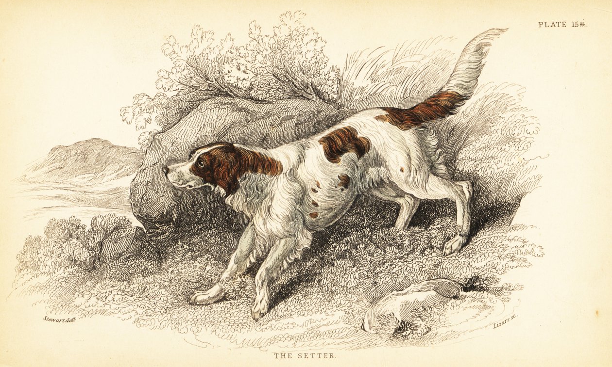 Setter, Canis lupus familiaris (Canis index) door William Home Lizars
