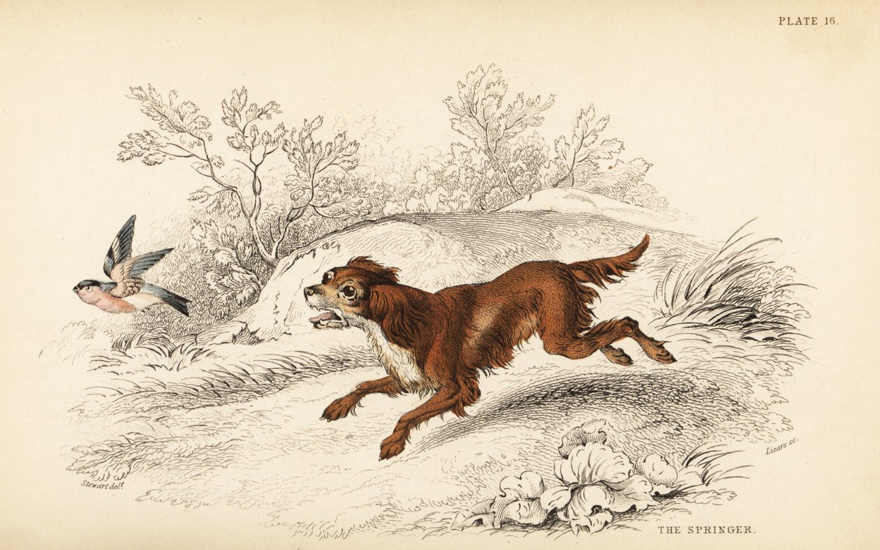 Springer of Engelse springer spaniël, Canis lupus familiaris door William Home Lizars
