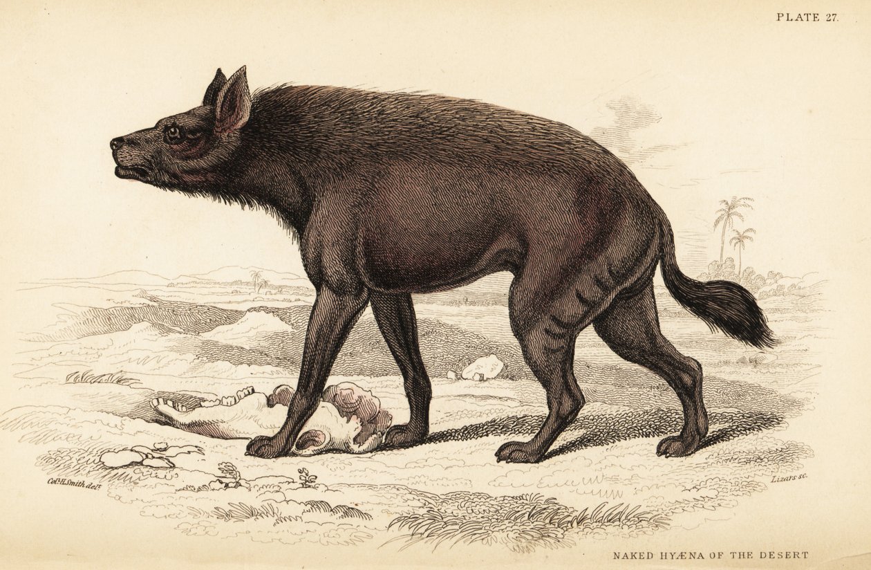 Gestreepte hyena door William Home Lizars