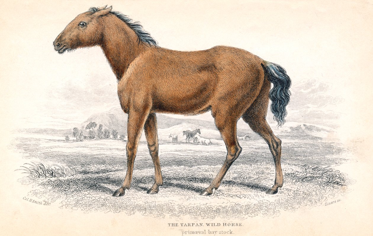 Tarpan, 1830 door William Home Lizars