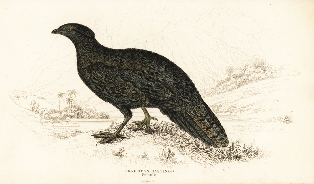 Westelijke tragopan of westelijke gehoornde tragopan, vrouwtje, Tragopan melanocephalus door William Home Lizars