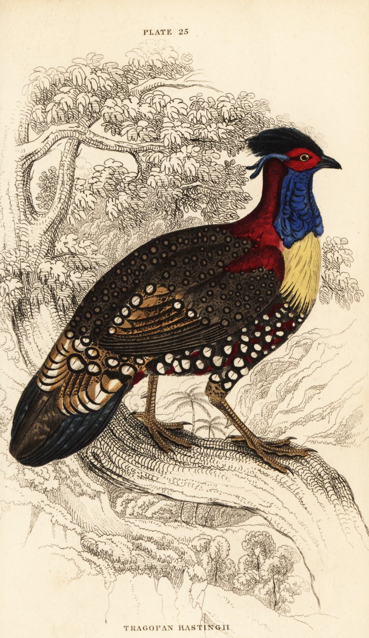 Westelijke tragopan of westelijke gehoornde tragopan, mannetje, Tragopan melanocephalus door William Home Lizars