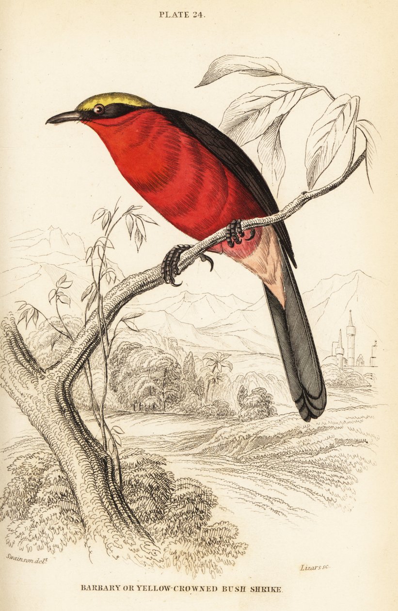 Geelkroongonolek of gewone gonolek, Laniarius barbarus door William Home Lizars