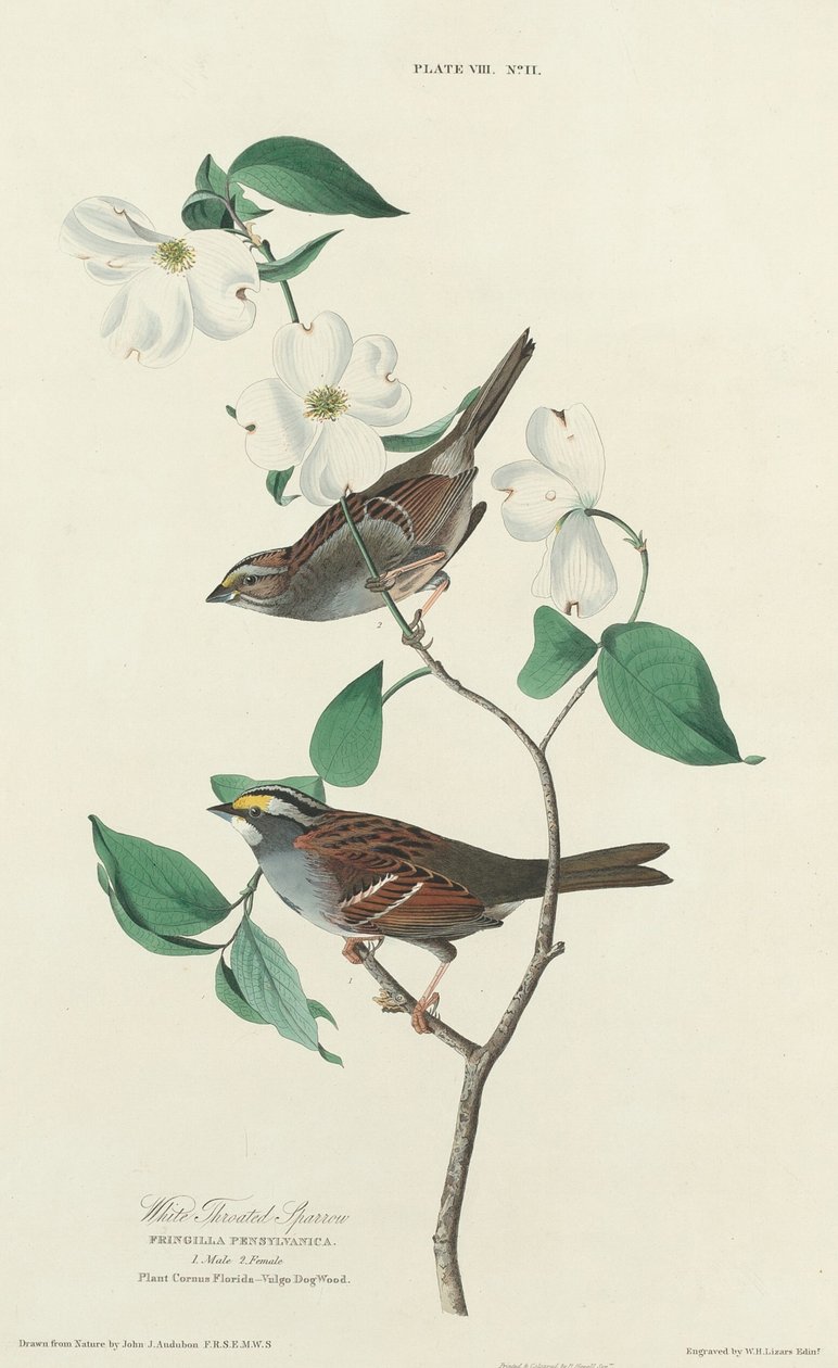 Witkeelmus door William Home Lizars after John James Audubon