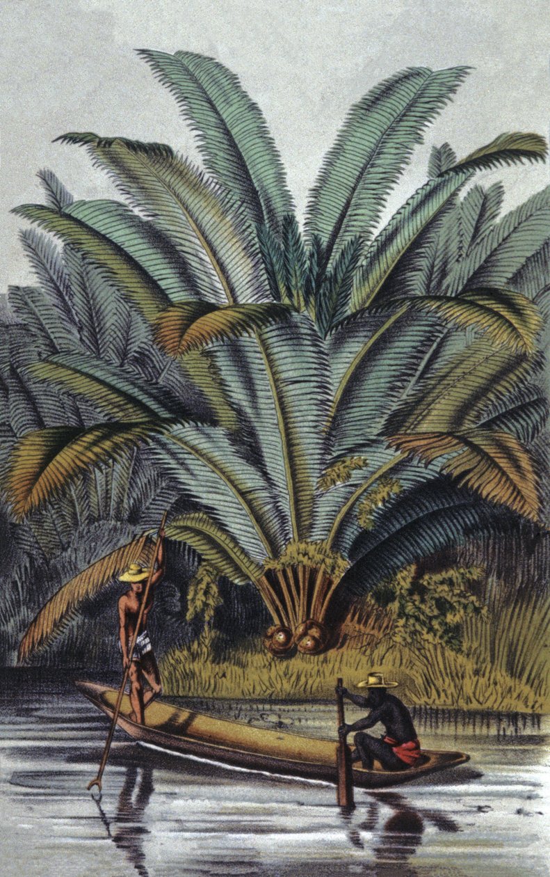Palmboom door William Hooker
