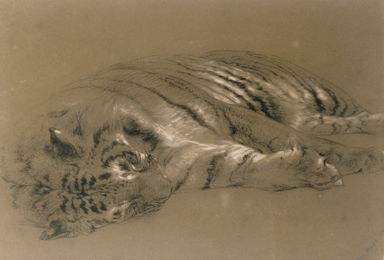 Een slapende tijger, 1876 door William Huggins