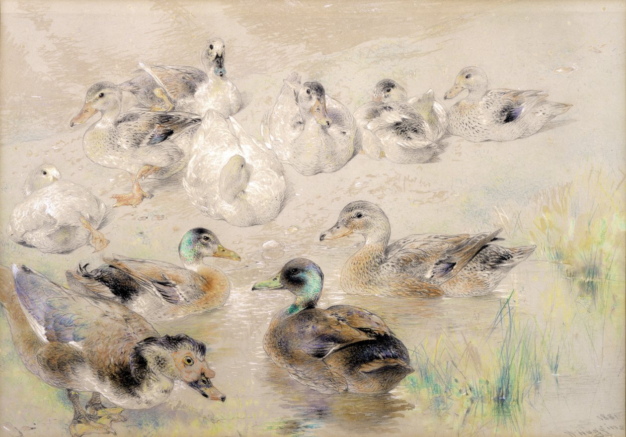 Studie van Eenden door William Huggins