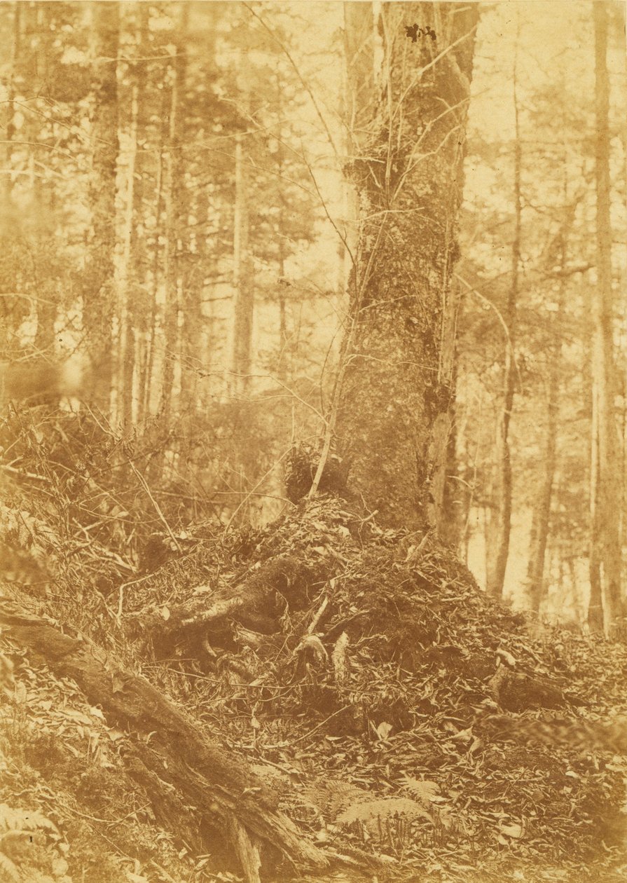Zonder titel, uit de portfolio The Forest: Adirondack bossen door William James Stillman