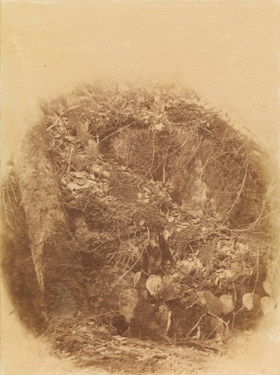 Zonder titel, uit de portfolio The Forest: Adirondack bossen door William James Stillman