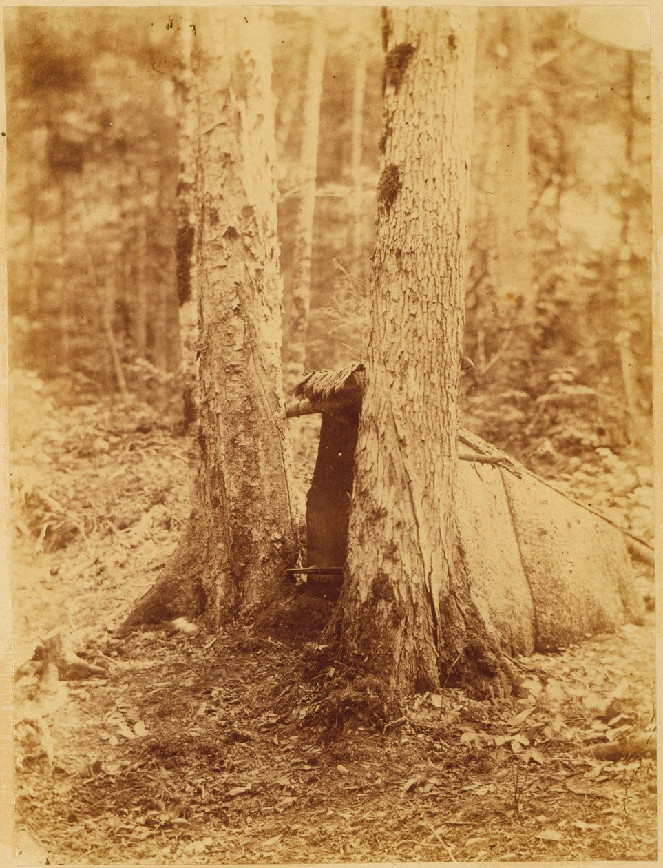 Zonder titel, uit de portfolio The Forest: Adirondack bossen door William James Stillman