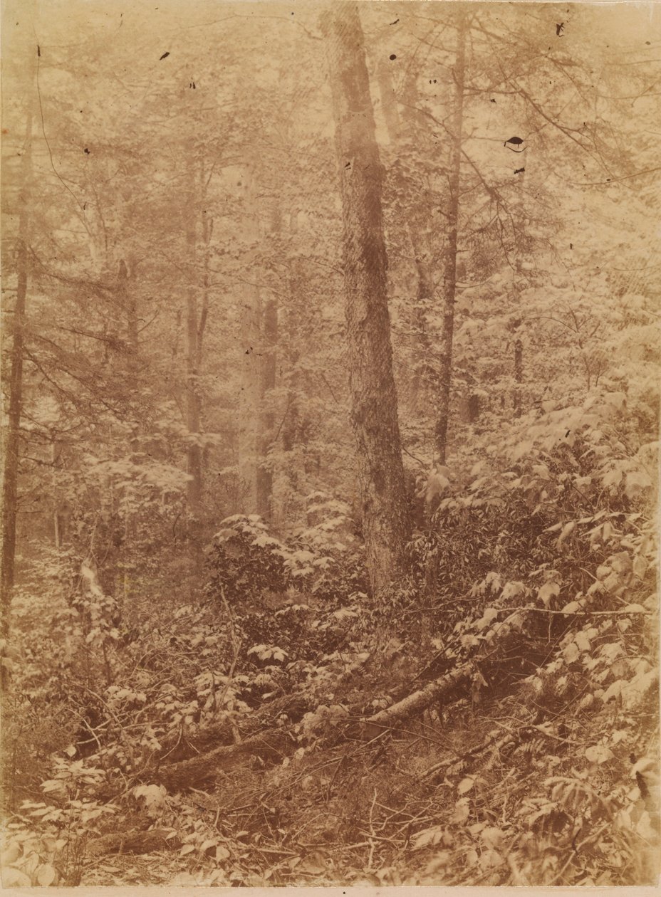 Zonder titel, uit de portfolio The Forest: Adirondack bossen door William James Stillman