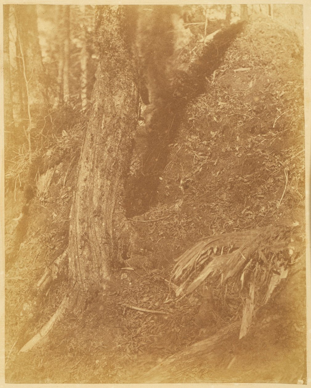 Zonder titel, uit de portfolio The Forest: Adirondack bossen door William James Stillman